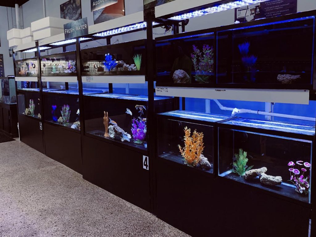 bluefish aquarium