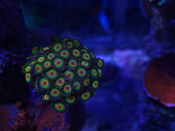 Zoanthids, or zoas, are a great option for beginners entering the hobby.