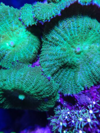 Green Rhodactis Mushroom - Blue Fish Aquariums