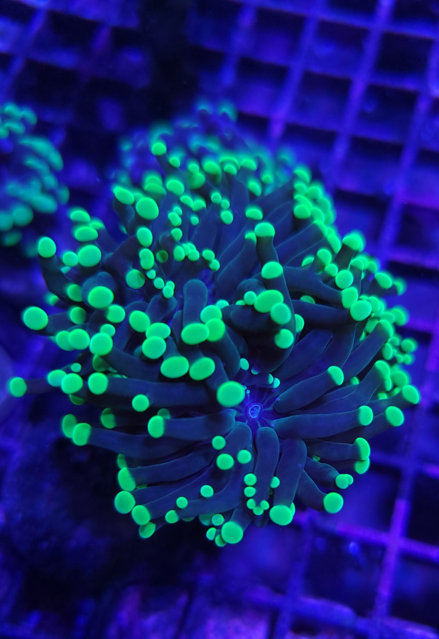 Neon Green Frogspawn - Blue Fish Aquariums