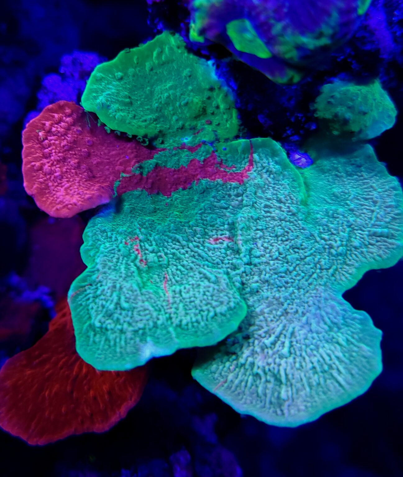 grafting-montipora-blue-fish-aquariums