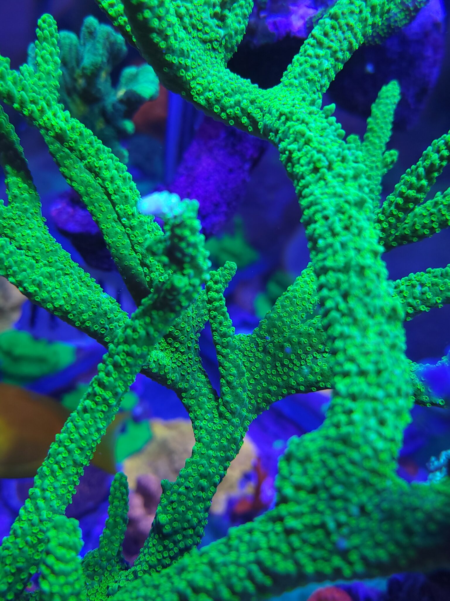 Green Slimer Acropora Blue Fish Aquariums